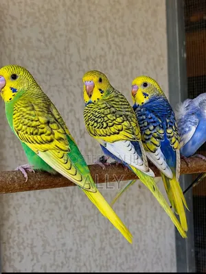 Australian Budgies