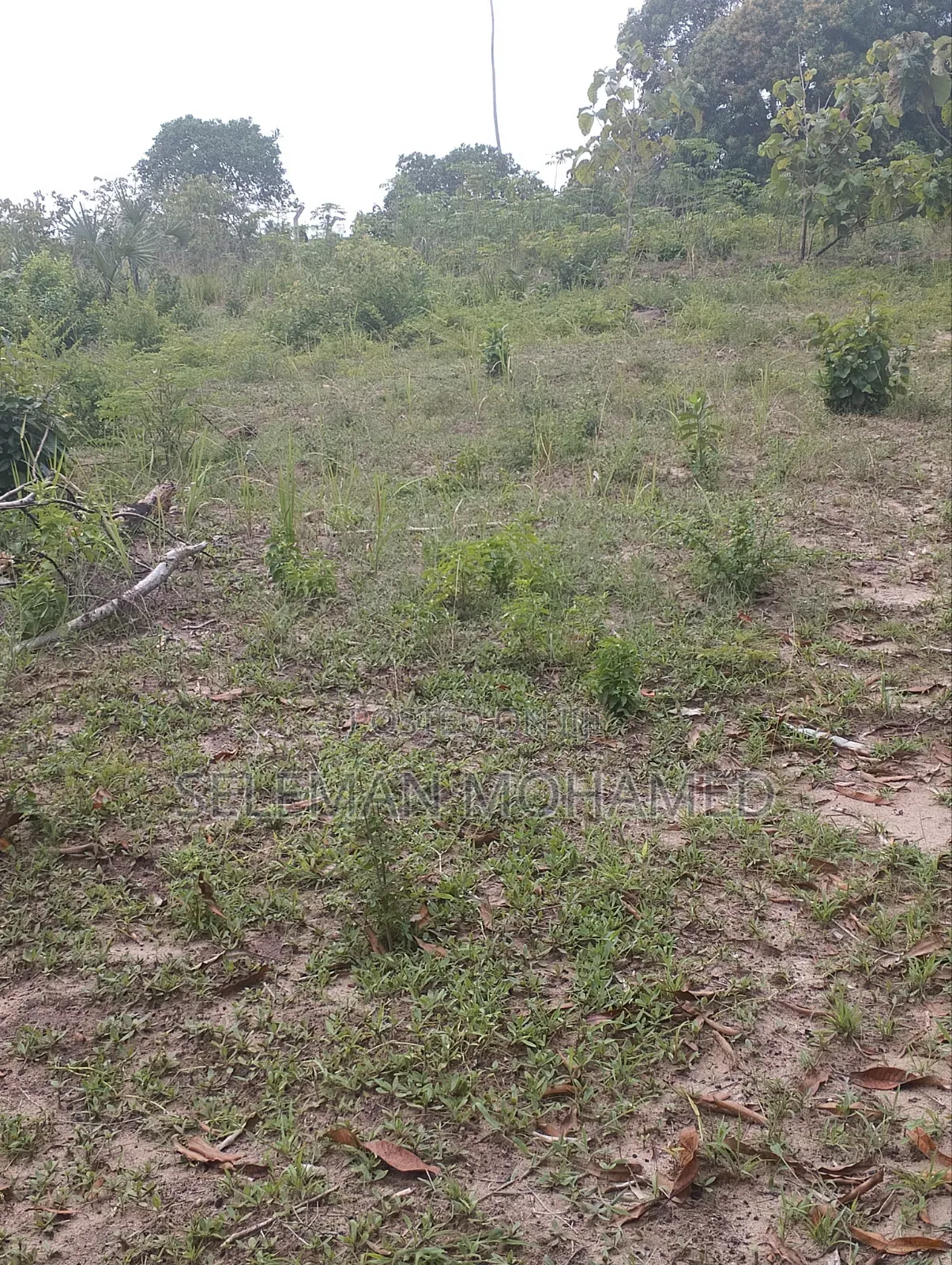 Shamba Lenye Nyumba Tatu Linauzwa Mwanambaya