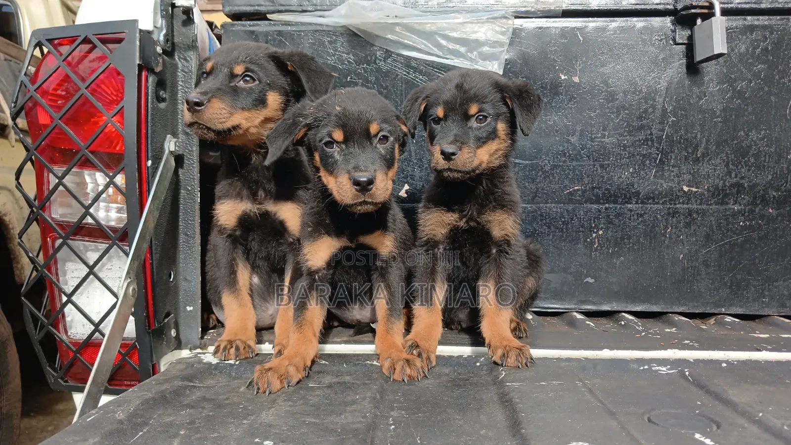 1-3 months Male Purebred Rottweiler
