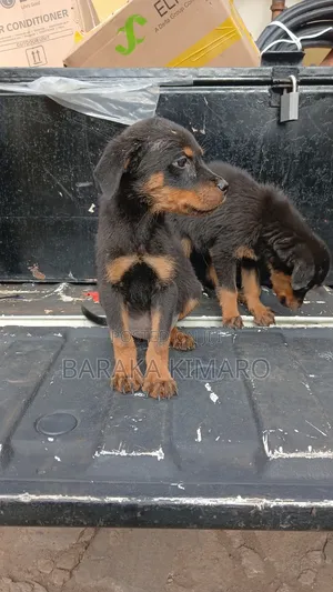1-3 months Male Purebred Rottweiler