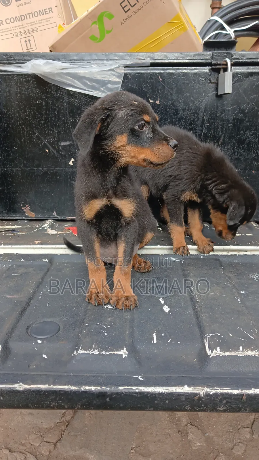 1-3 months Male Purebred Rottweiler