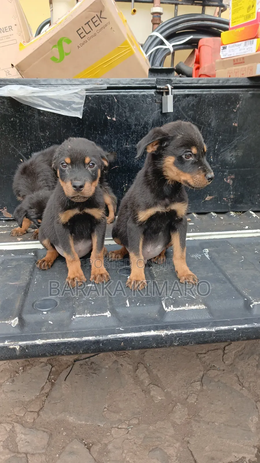 1-3 months Male Purebred Rottweiler