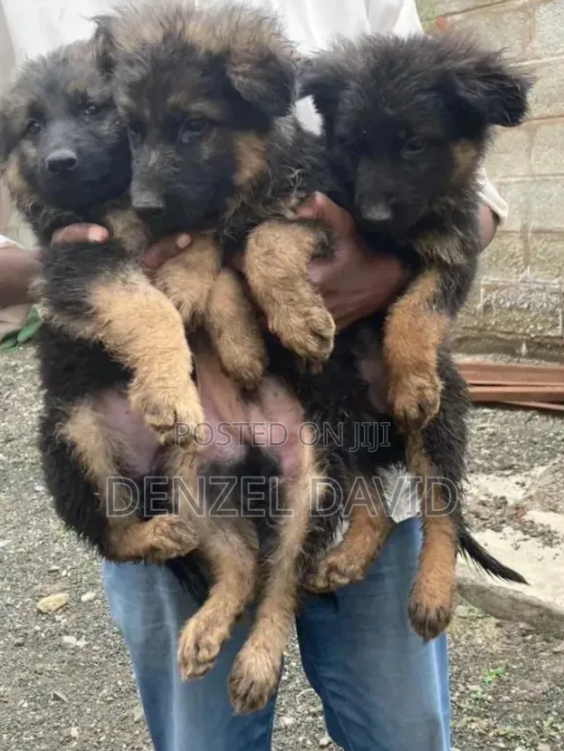 1-3 months Male Purebred German Shepherd