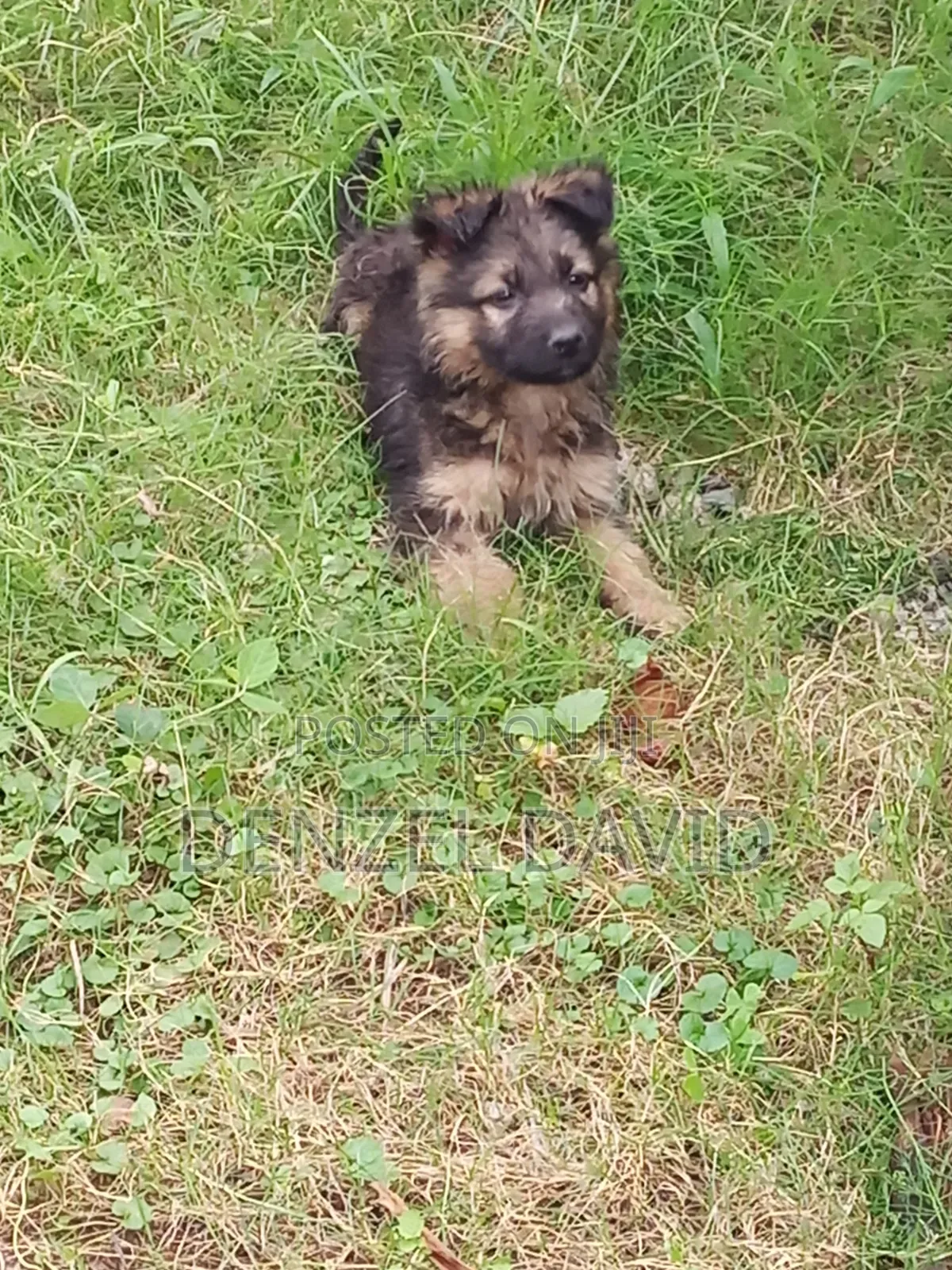 1-3 months Male Purebred German Shepherd
