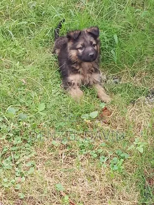 1-3 months Male Purebred German Shepherd