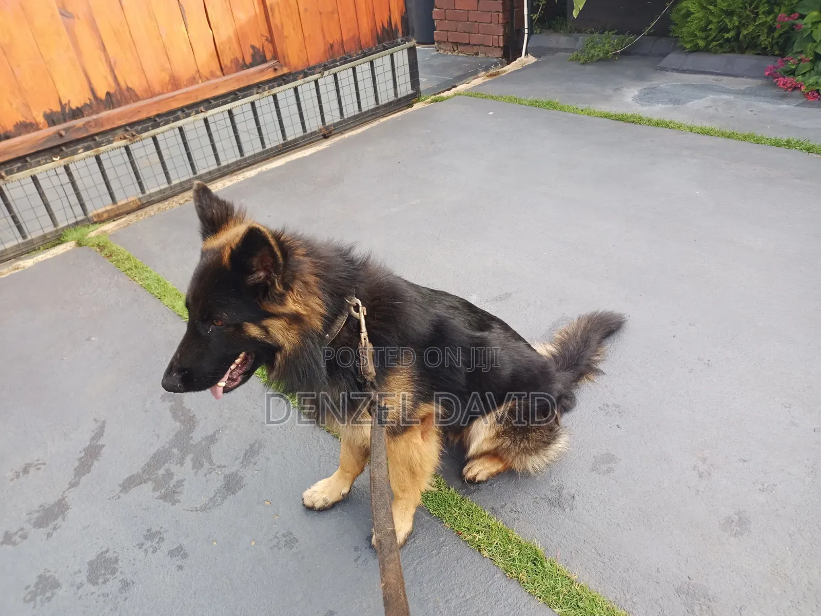 1-3 months Male Purebred German Shepherd