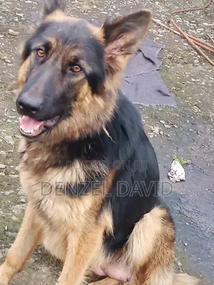 1-3 months Male Purebred German Shepherd