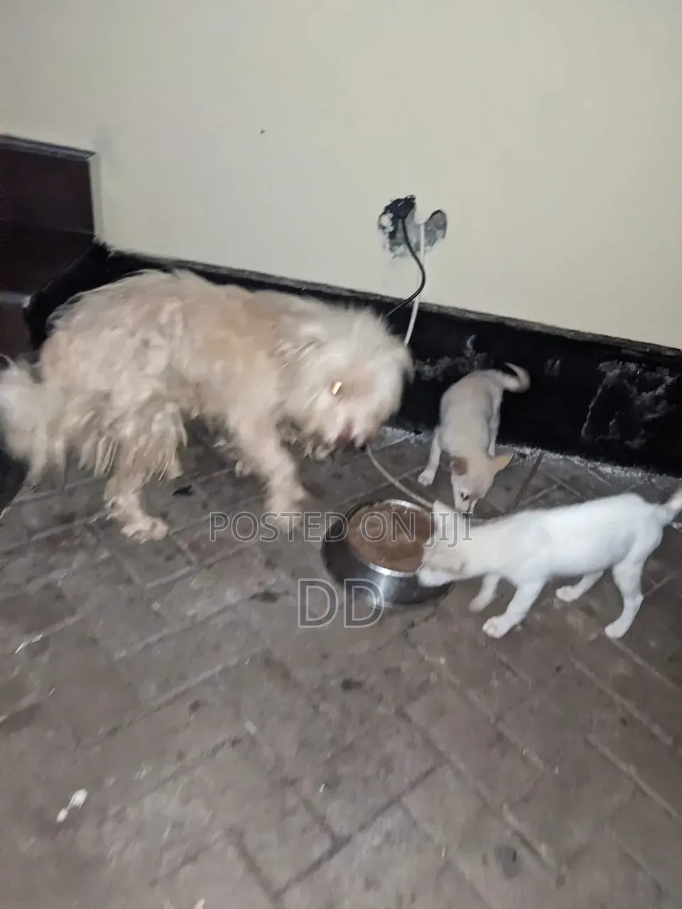 3-6 months Male Purebred Maltese