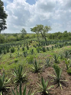 Shamba La Mkonge Ekari 30 Linauzwa Mkata