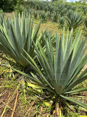 Shamba La Mkonge Ekari 30 Linauzwa Mkata