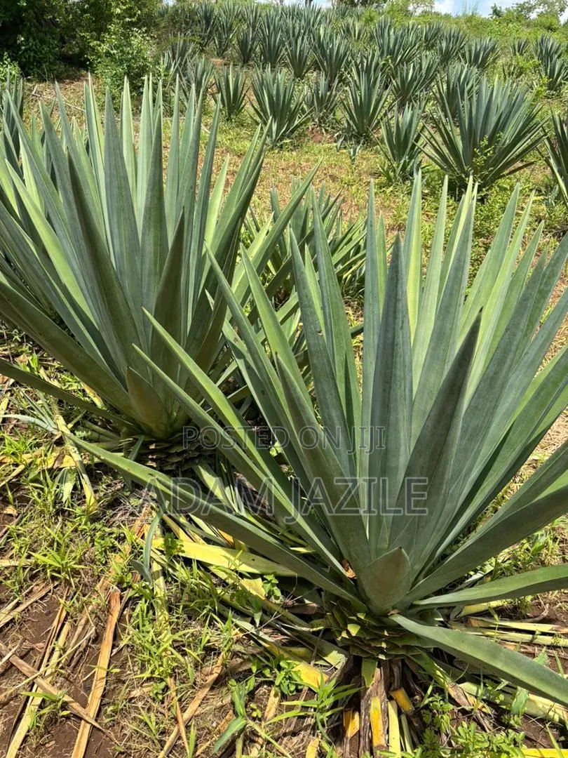 Shamba La Mkonge Ekari 30 Linauzwa Mkata