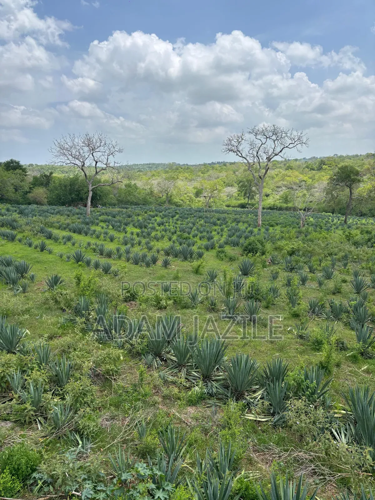 Shamba La Mkonge Ekari 30 Linauzwa Mkata