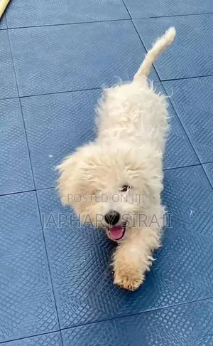 3-6 months Male Purebred Dog