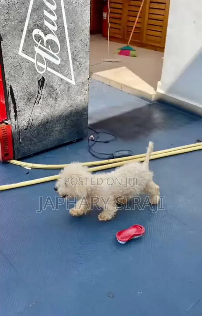 3-6 months Male Purebred Dog