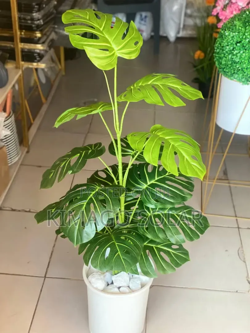 Maua Ya White Pot Yanayopendwa Sana 110cm