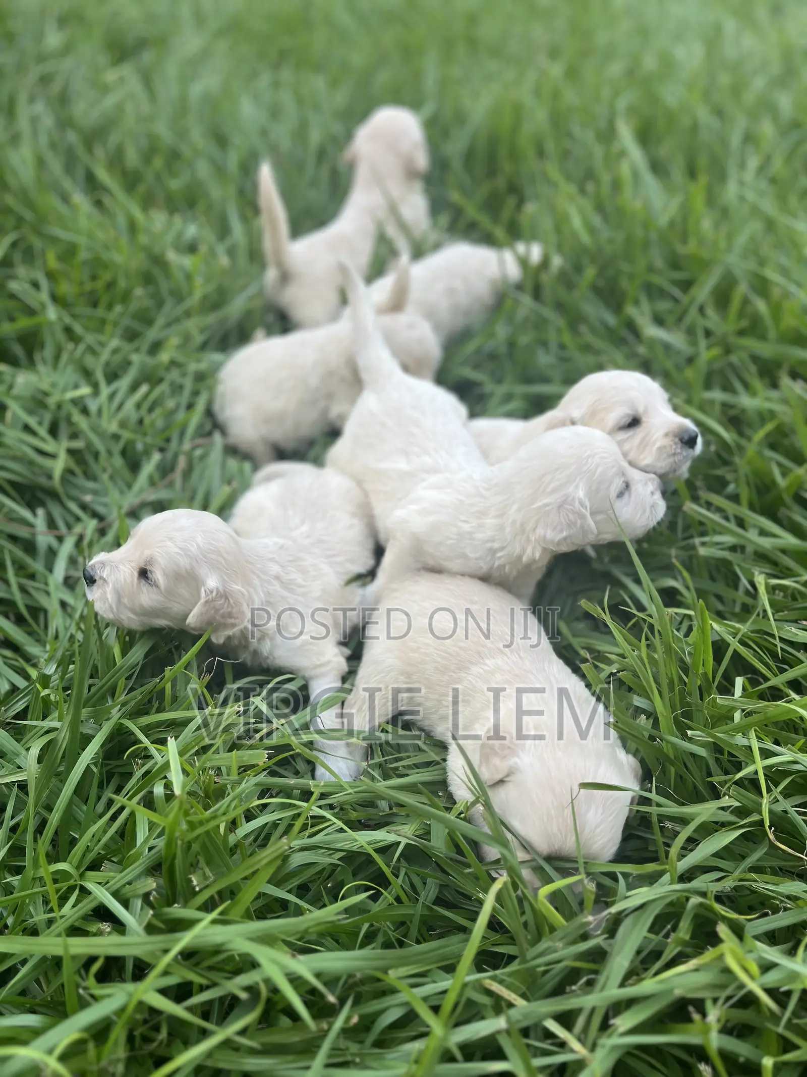 0-1 month Male Purebred Golden Retriever
