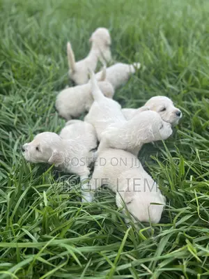 0-1 month Male Purebred Golden Retriever