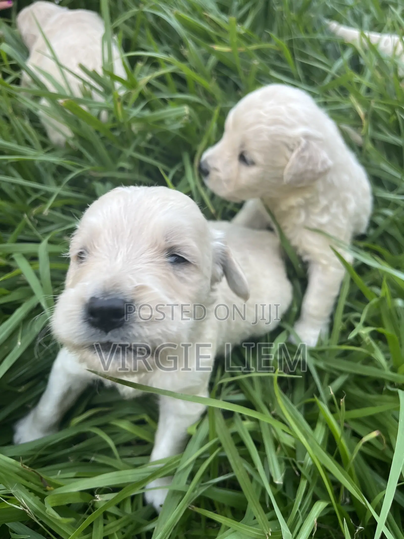 0-1 month Male Purebred Golden Retriever