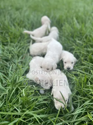 0-1 month Male Purebred Golden Retriever