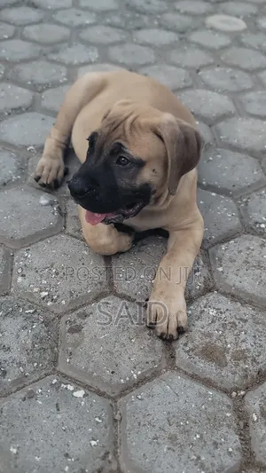 1-3 months Male Purebred Boerboel