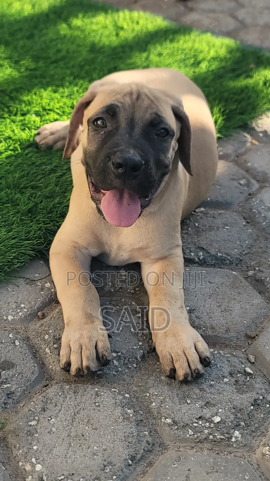 1-3 months Male Purebred Boerboel