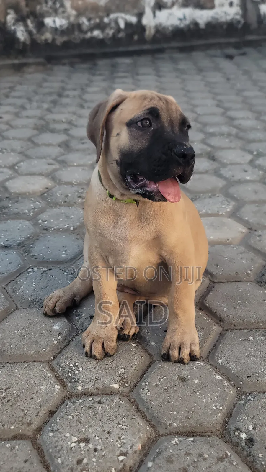 1-3 months Male Purebred Boerboel