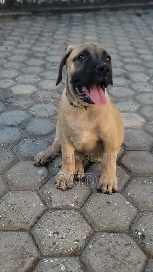 1-3 months Male Purebred Boerboel