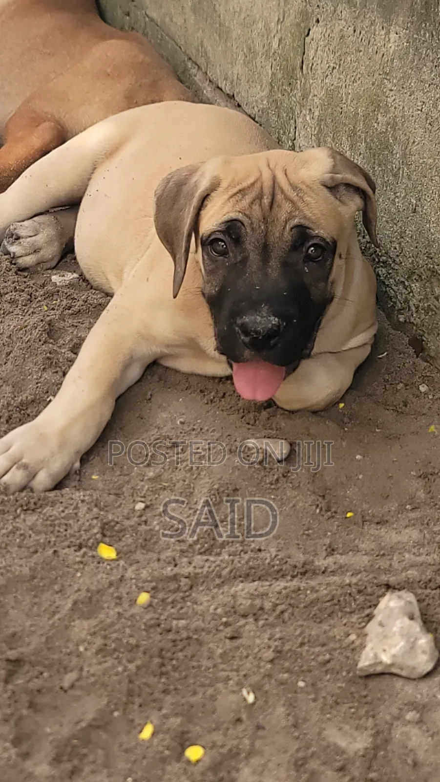 1-3 months Male Purebred Boerboel