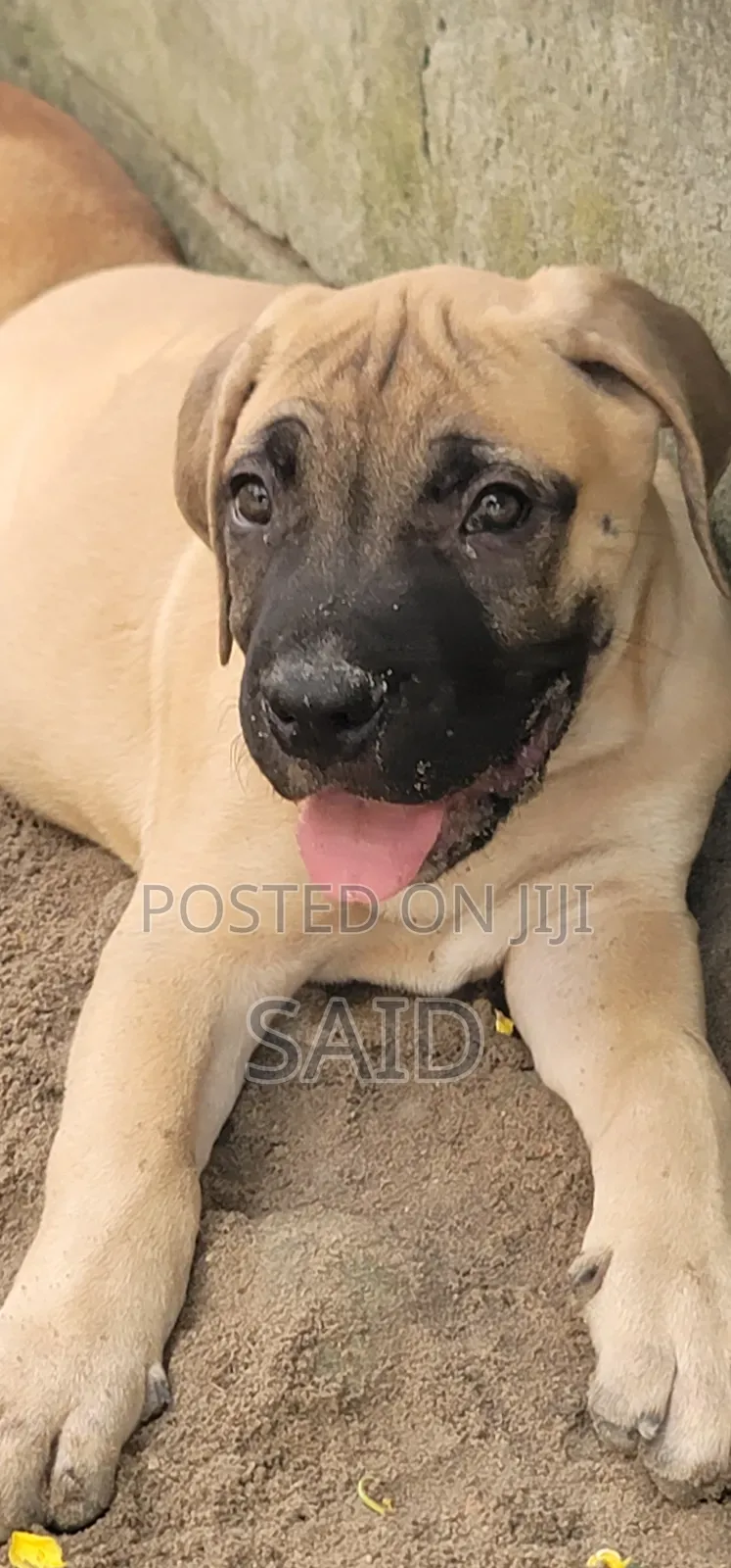 1-3 months Male Purebred Boerboel
