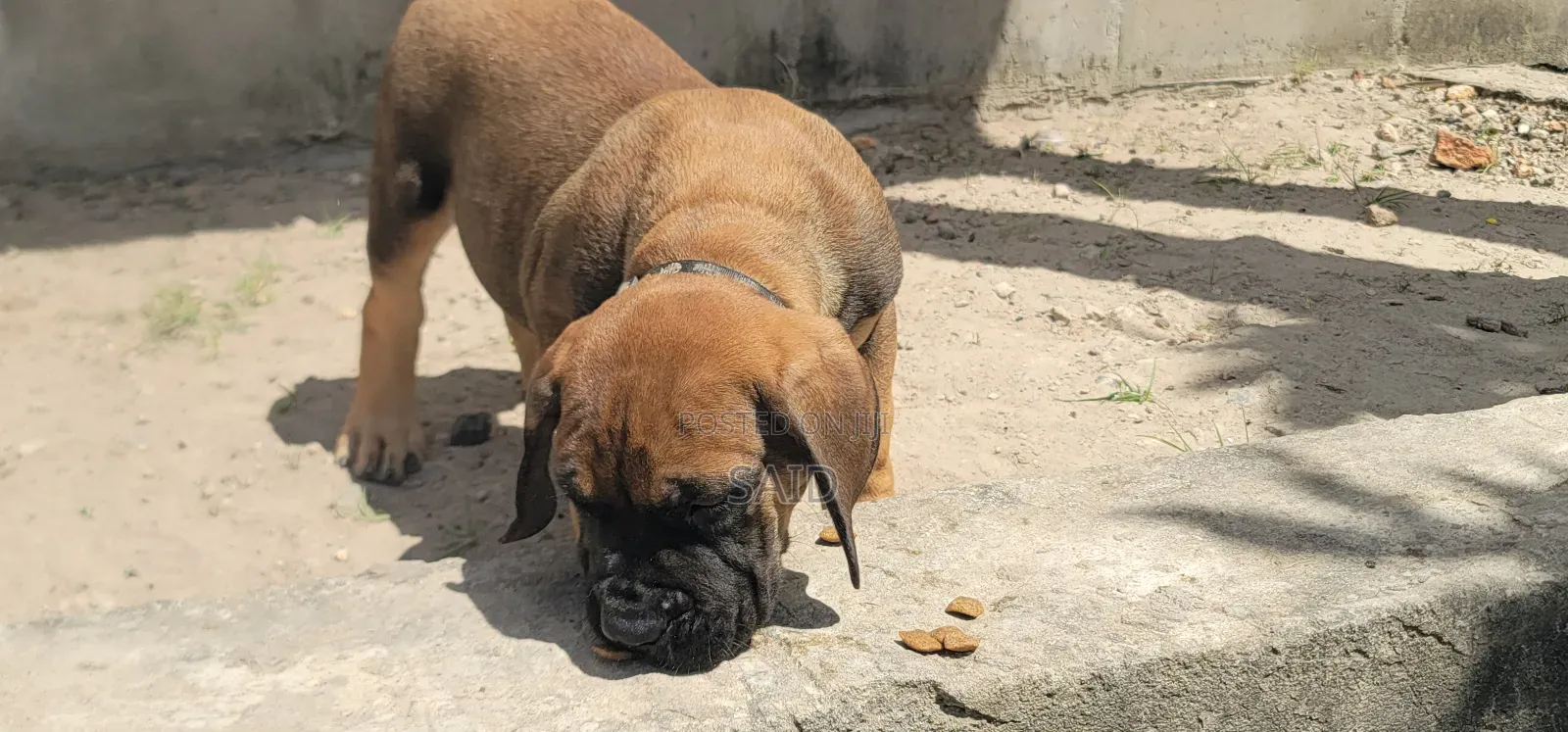1-3 months Male Purebred Boerboel
