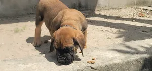 1-3 months Male Purebred Boerboel