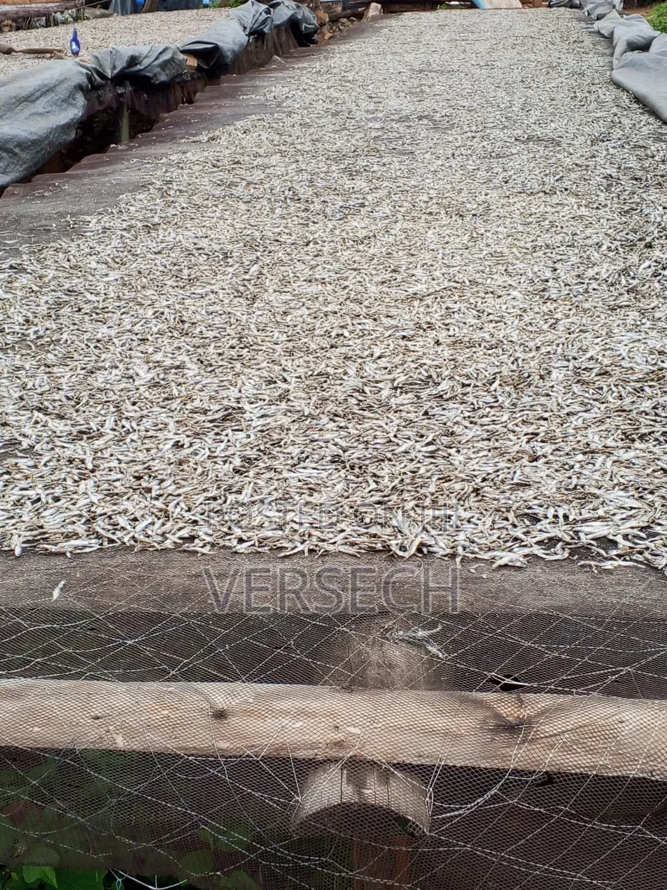 Dagaa Bukoba