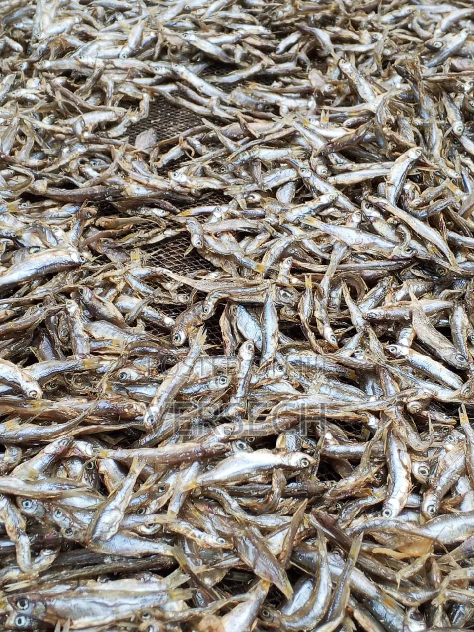 Dagaa Bukoba