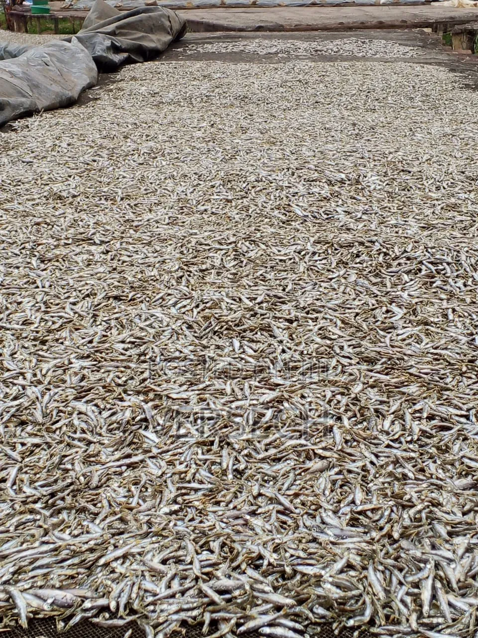 Dagaa Bukoba