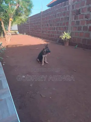 1-3 months Male Purebred German Shepherd
