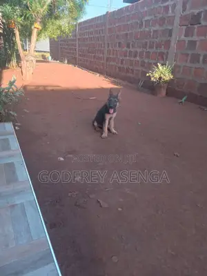 1-3 months Male Purebred German Shepherd