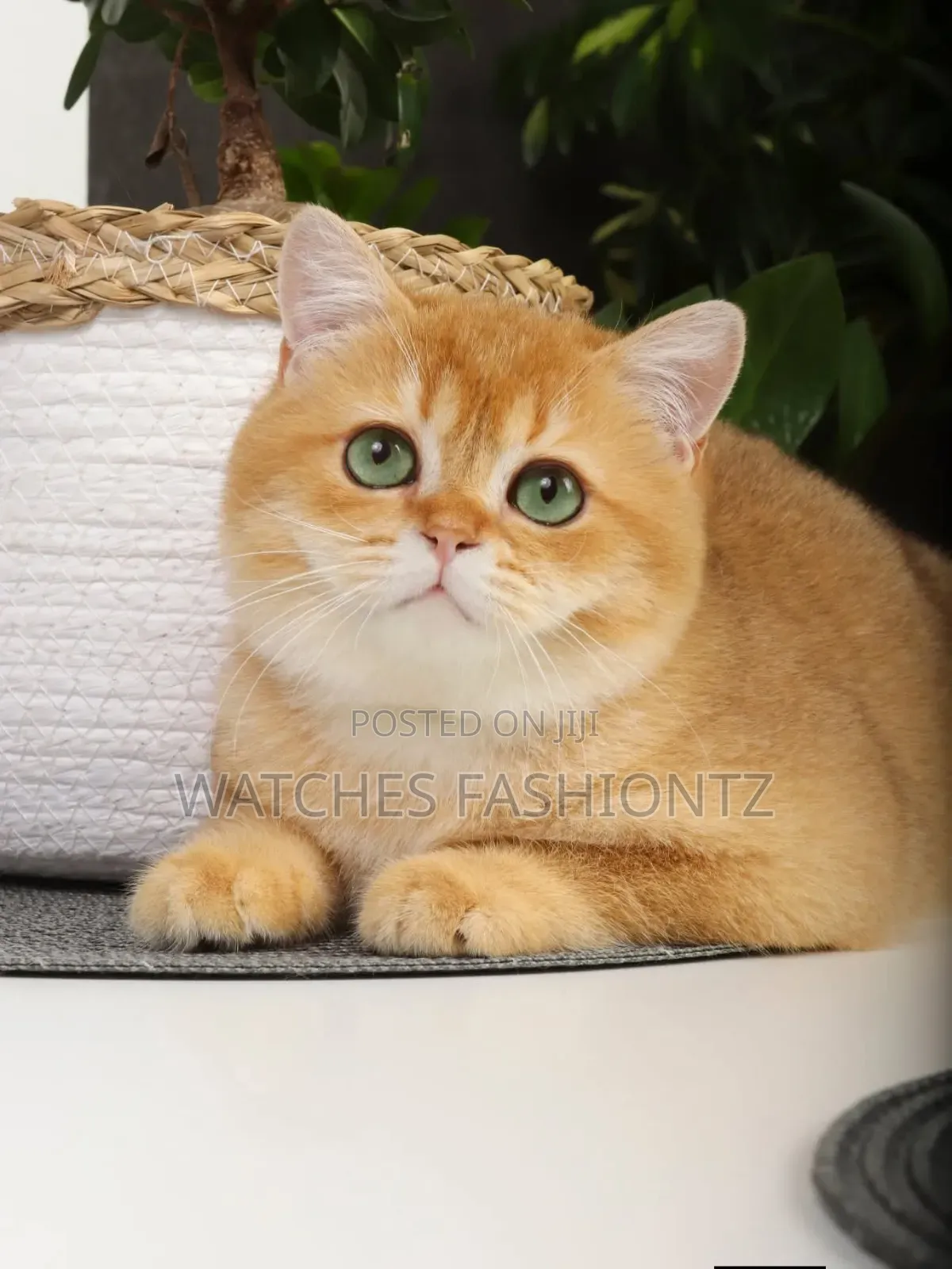 1-3 months Male Purebred British Shorthair