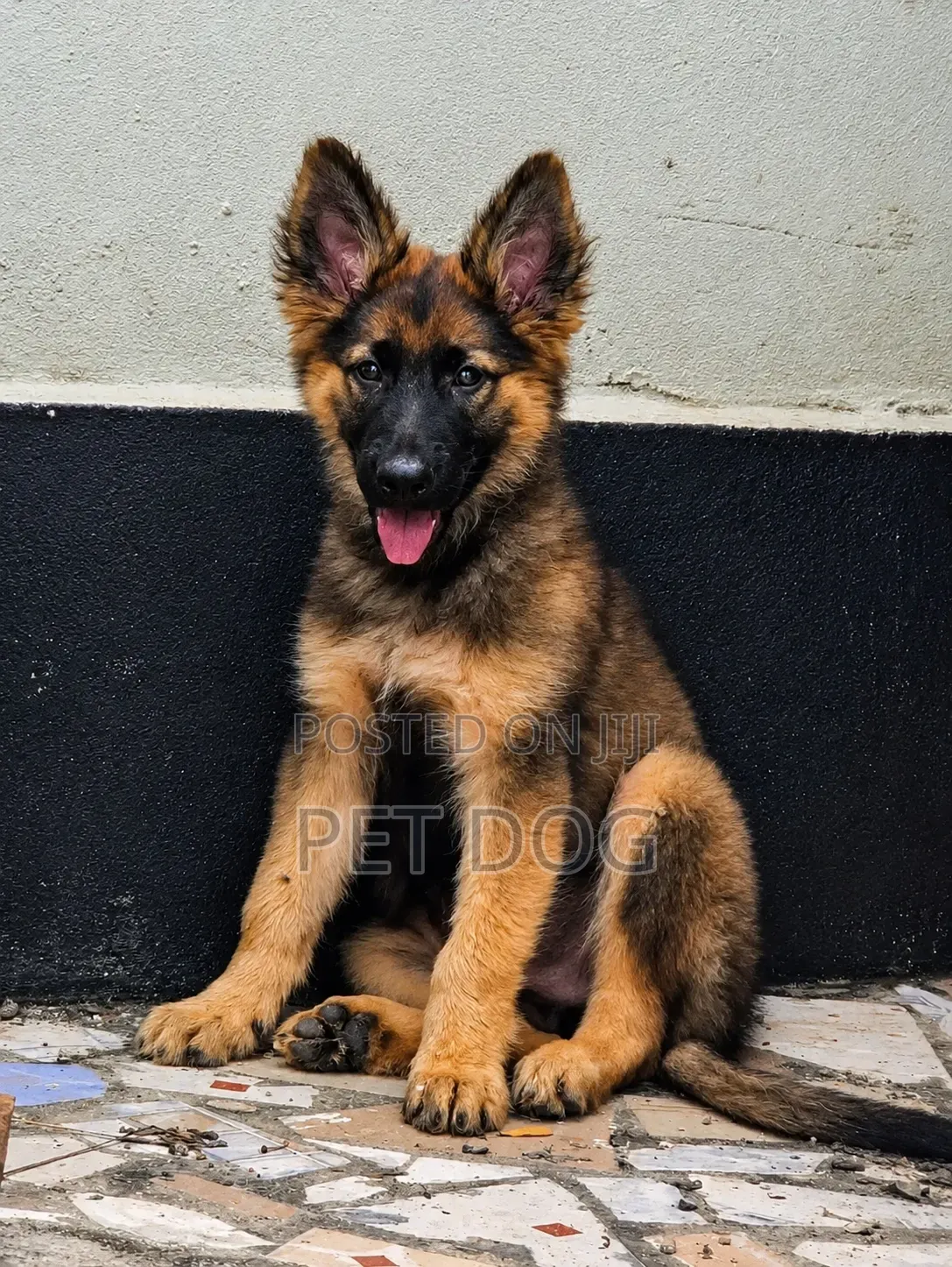 1-3 months Male Purebred German Shepherd