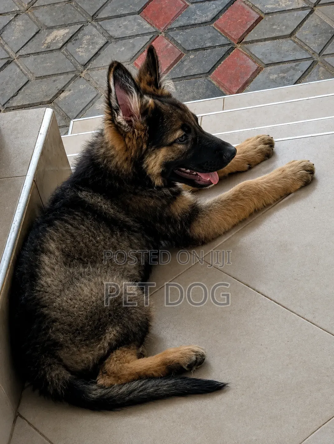 1-3 months Male Purebred German Shepherd