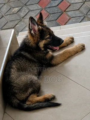 1-3 months Male Purebred German Shepherd