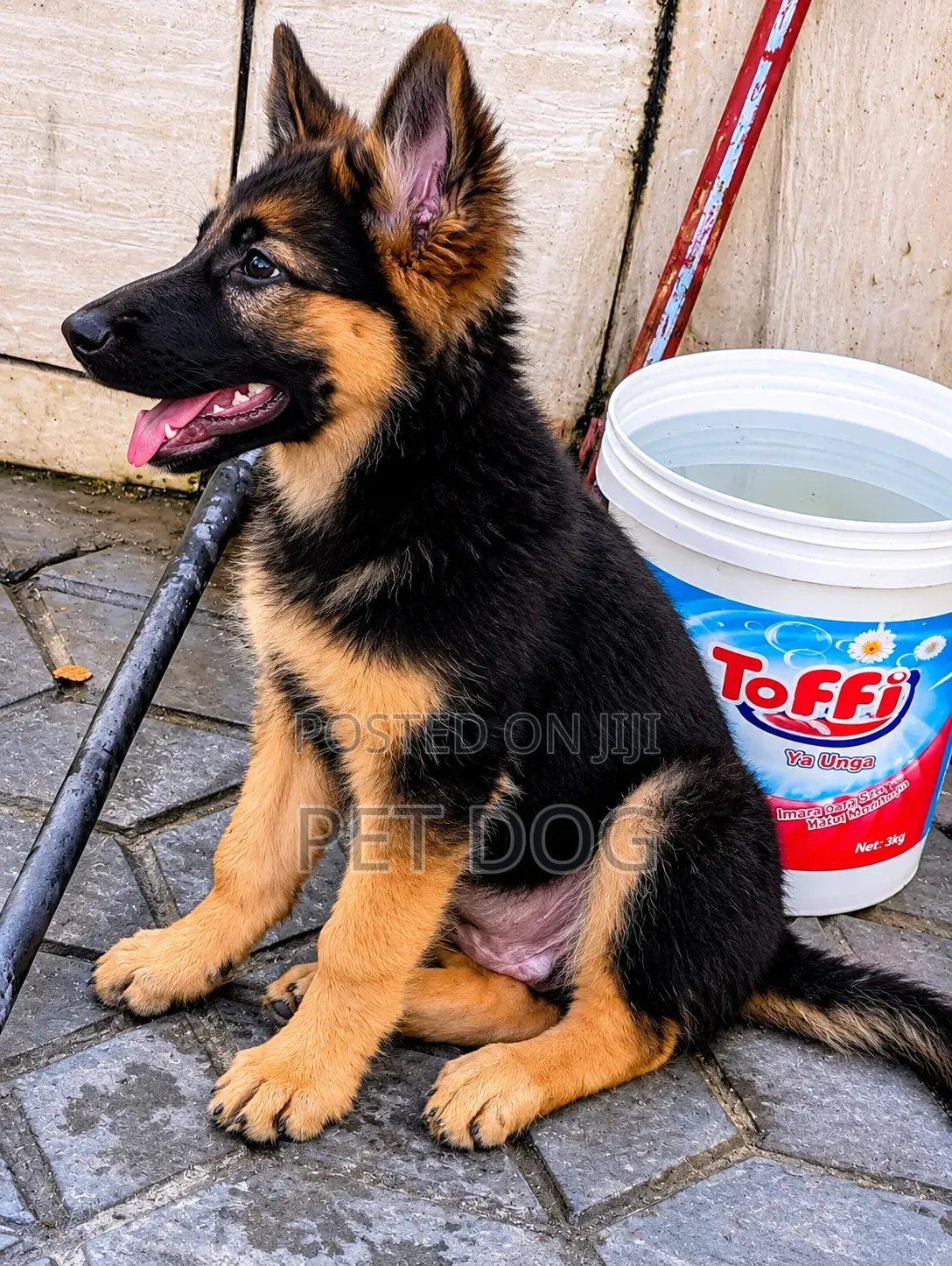 3-6 months Male Purebred German Shepherd