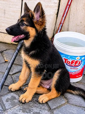 3-6 months Male Purebred German Shepherd