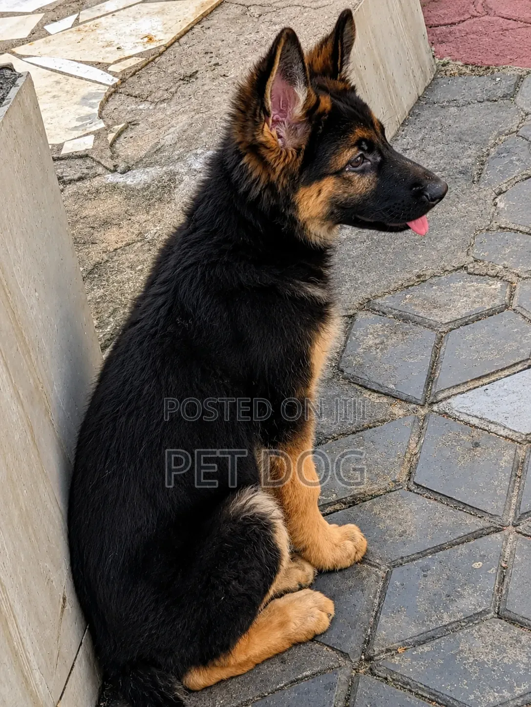 3-6 months Male Purebred German Shepherd