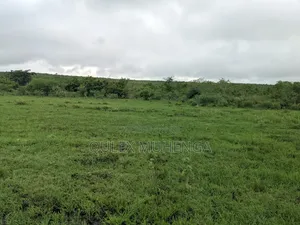 Big Farming Welcome Bagamoyo Tanzania