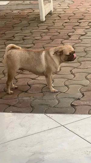 1+ year Female Purebred Pug