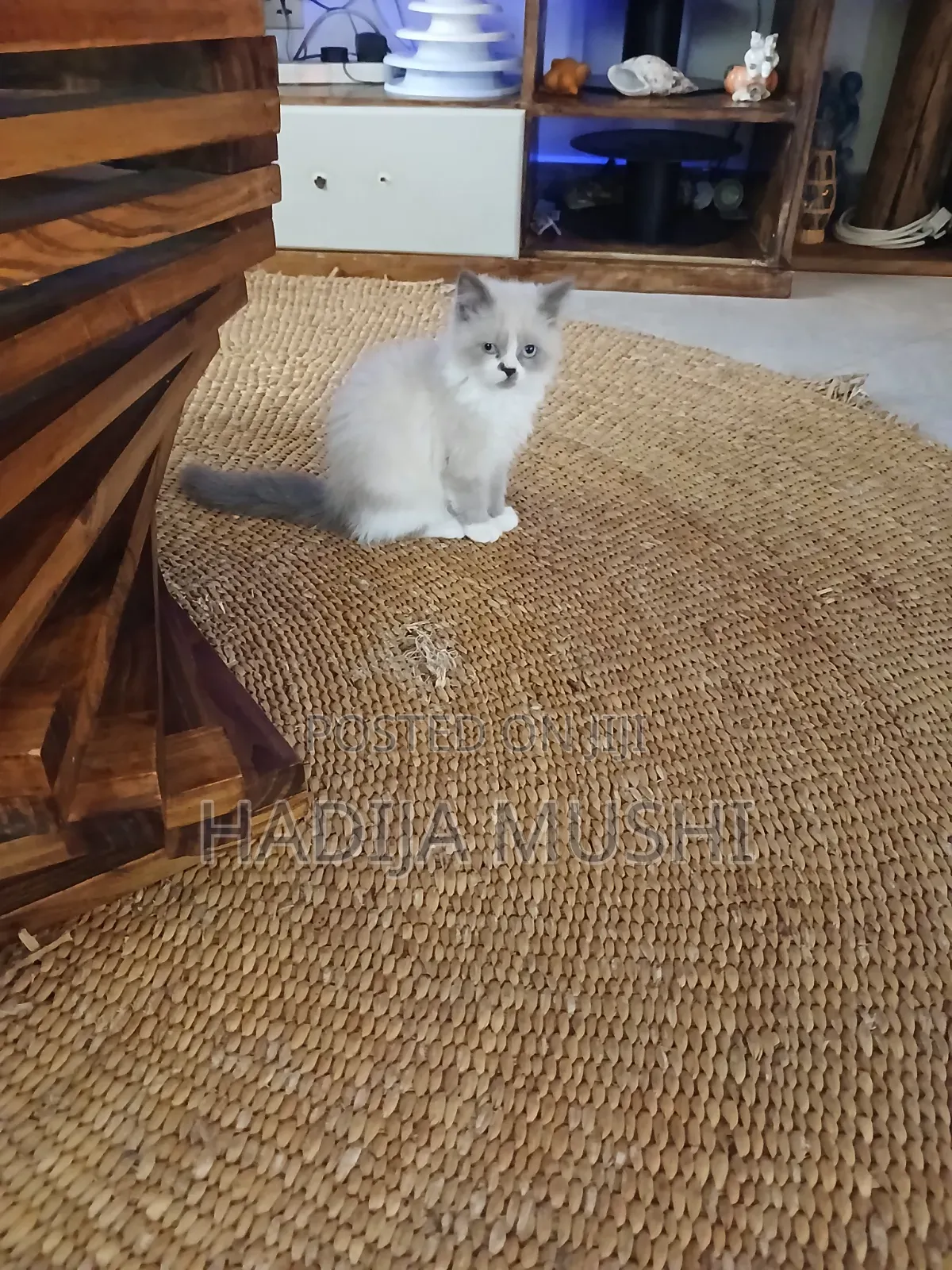 1-3 months Male Mixed Breed Persian