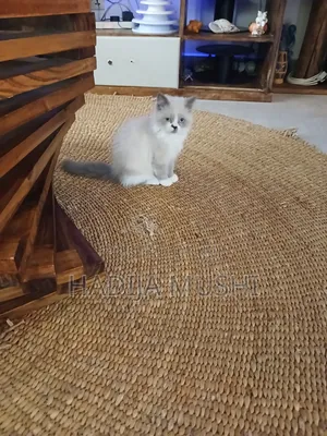 1-3 months Male Mixed Breed Persian
