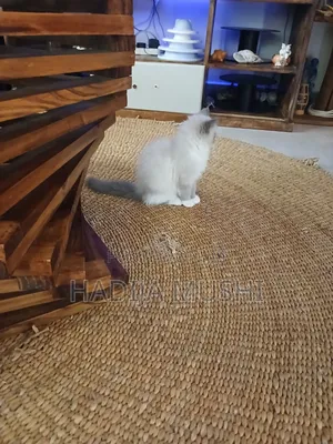 1-3 months Male Mixed Breed Persian