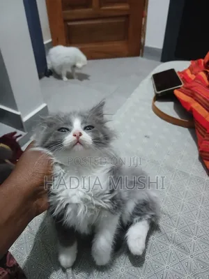 1-3 months Male Mixed Breed Persian