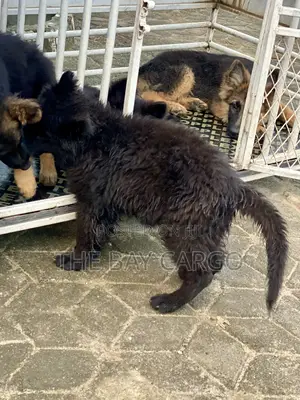 1-3 months Male Purebred German Shepherd